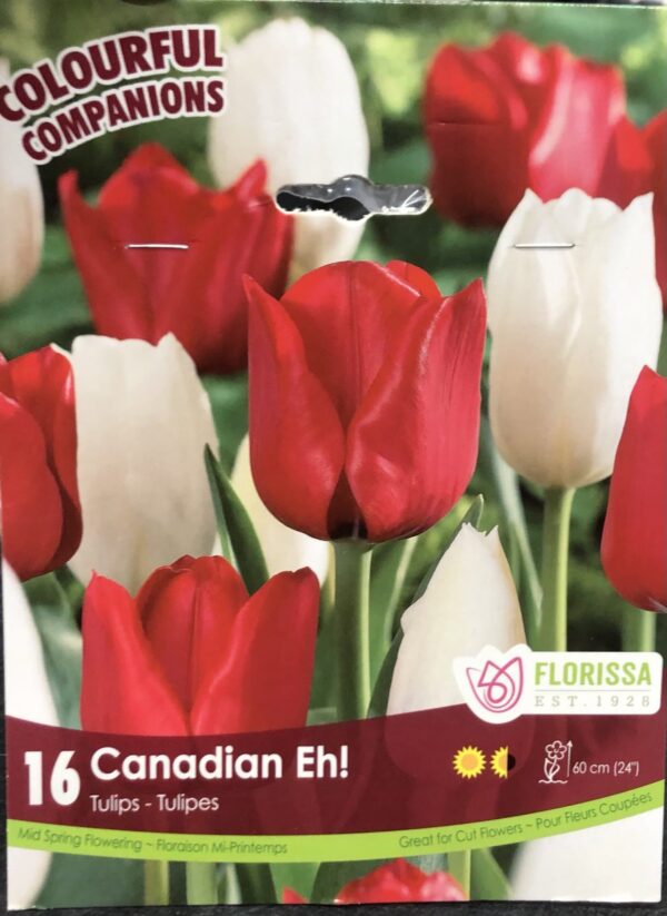 fall-bulbs-tulips-canadian-eh