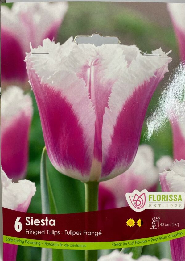 fall-bulbs-tulips-fringed-siesta