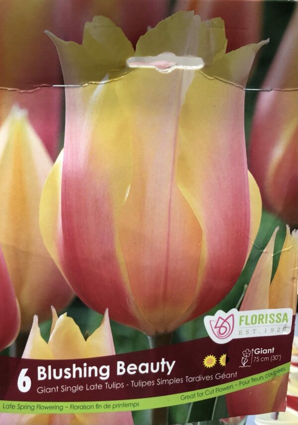 fall-bulbs-tulips-giant-single-late-blushing-beauty