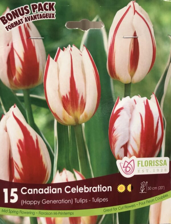 fall-bulbs-tulips-happy-generaton-canadian-celebration