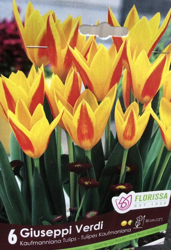 fall-bulbs-tulips-kaufmanniana-giuseppi-verdi