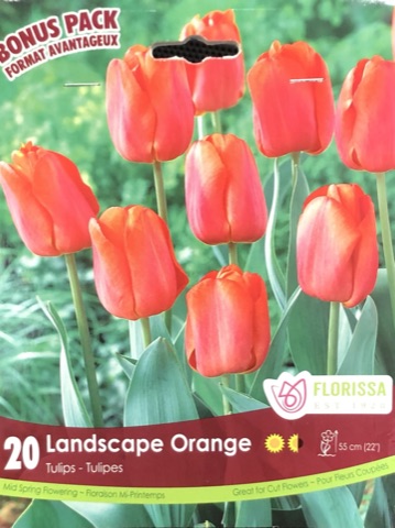 fall-bulbs-tulips-landscape-orange