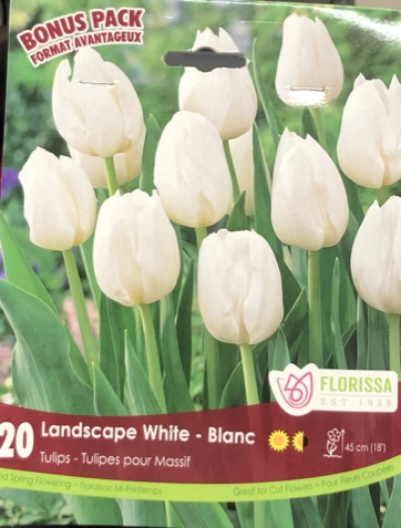 fall-bulbs-tulips-landscape-white