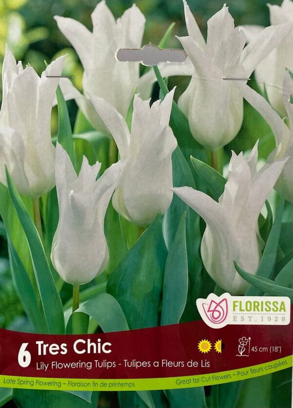 fall-bulbs-tulips-lily-flowering-tres-chic