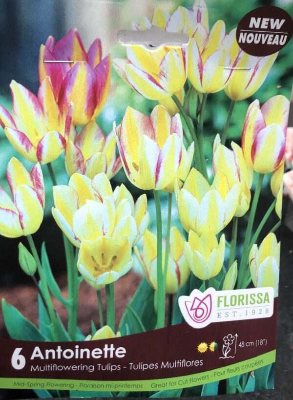 fall-bulbs-tulips-multiflowering-antoinette