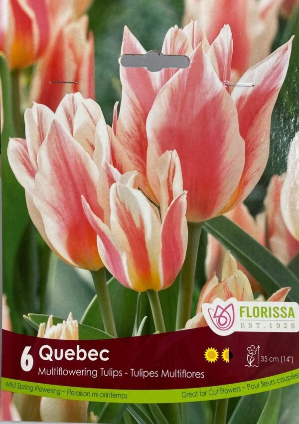 fall-bulbs-tulips-multiflowering-qeubec