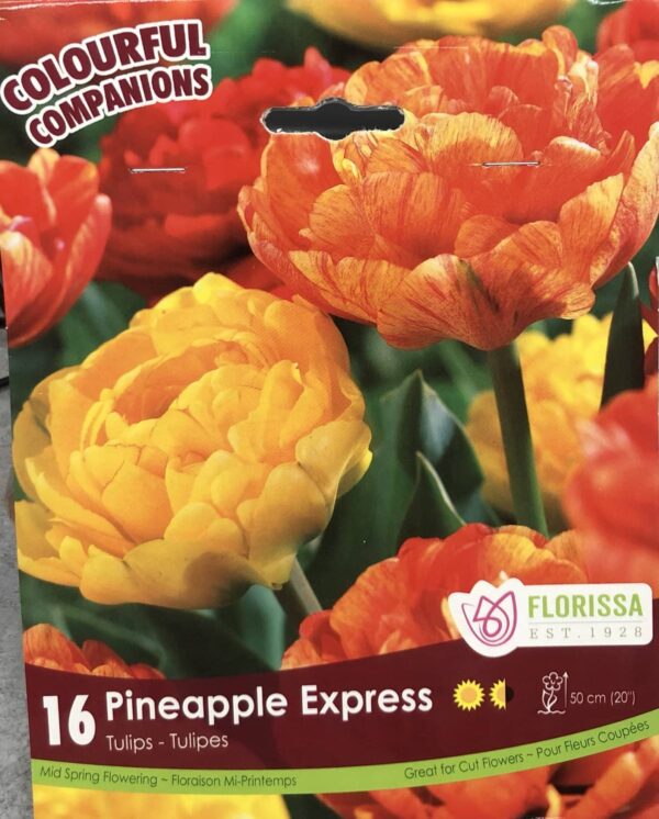 fall-bulbs-tulips-pineapple-express