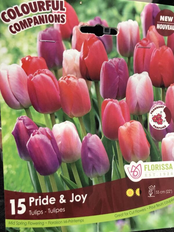 fall-bulbs-tulips-pride-and-joy