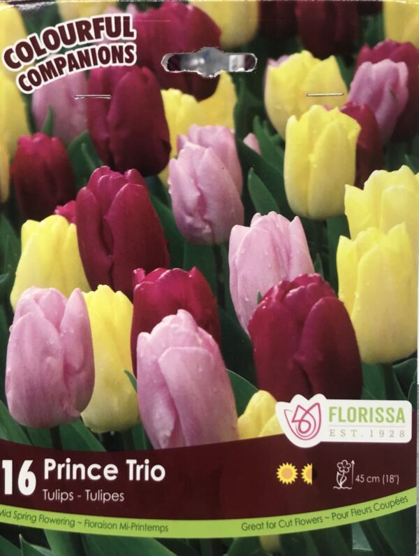 fall-bulbs-tulips-prince-trio