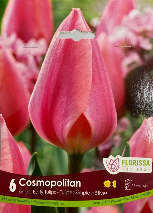 fall-bulbs-tulips-single-early-cosmopolitan