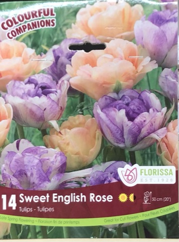 fall-bulbs-tulips-sweet-english-rose