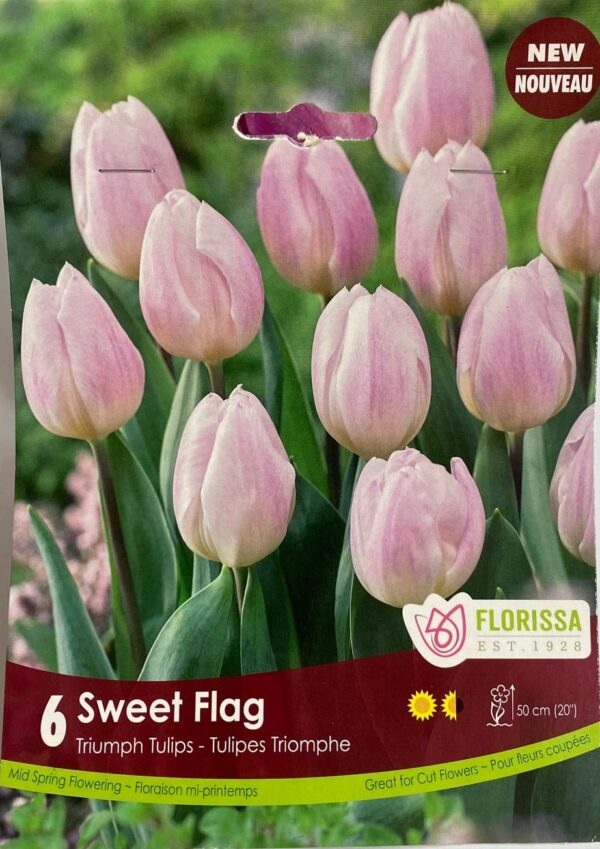 fall-bulbs-tulips-triumph-tulips-sweet-flag