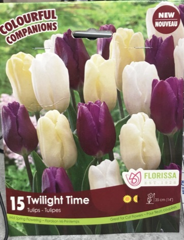 fall-bulbs-tulips-twilight-time