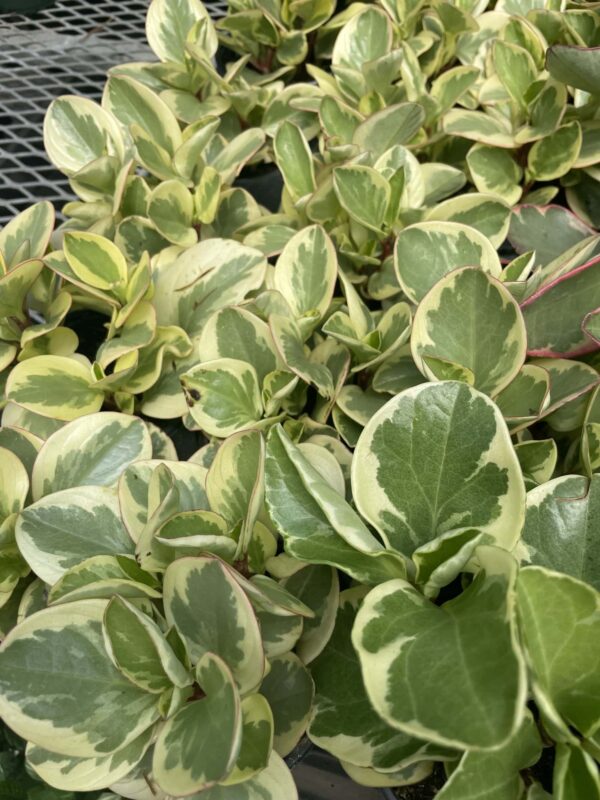 peperomia-variegata