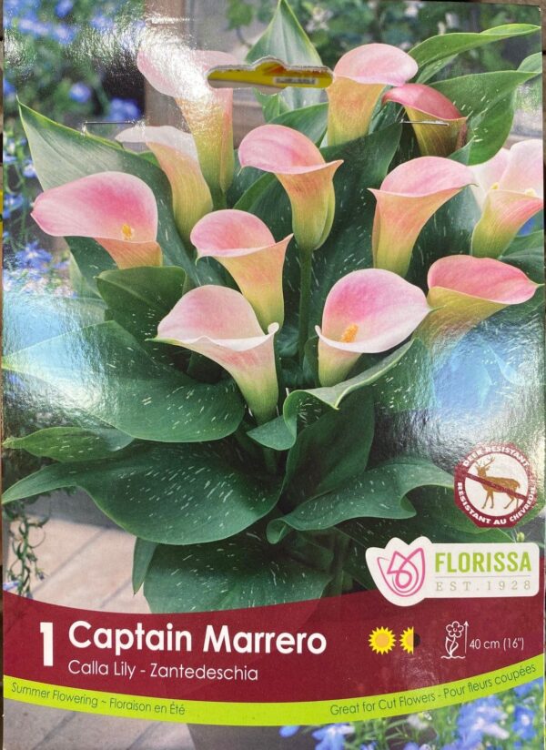 spring-bulb-captain-marrero-calla-lily-florissa
