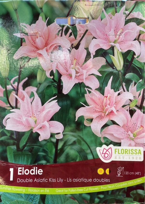 spring-bulb-elodi-double-asiatic-kiss-lily-florissa