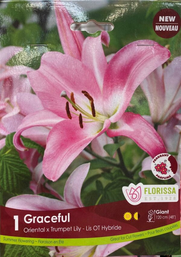 spring-bulb-graceful-oriental-x-trumpet-lily-florissa