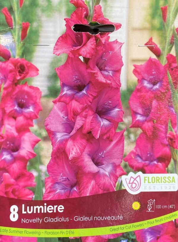 spring-bulb-lumiere-novelty-gladiolus-florissa
