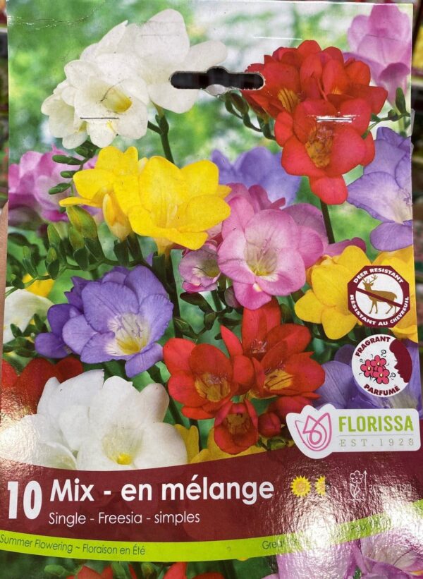 spring-bulb-mix-en-melange-single-freesia-florissa