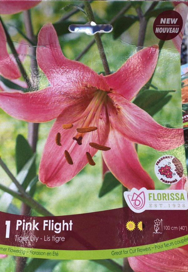 spring-bulb-pink-flight-tiger-lily-florissa