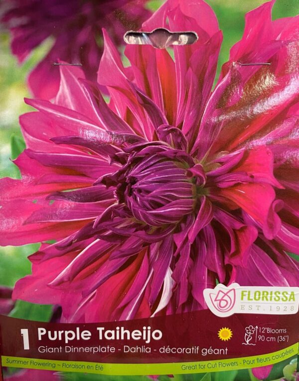 spring-bulb-purple-taiheijo-giant-dinnerplate-dahlia-florissa