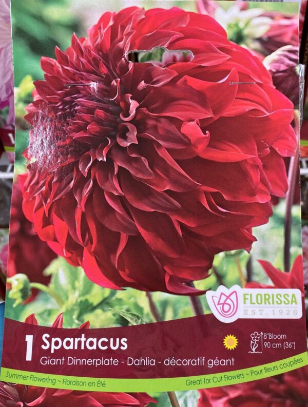 spring-bulb-spartacus-giant-dinnerplate-dahlia-florissa