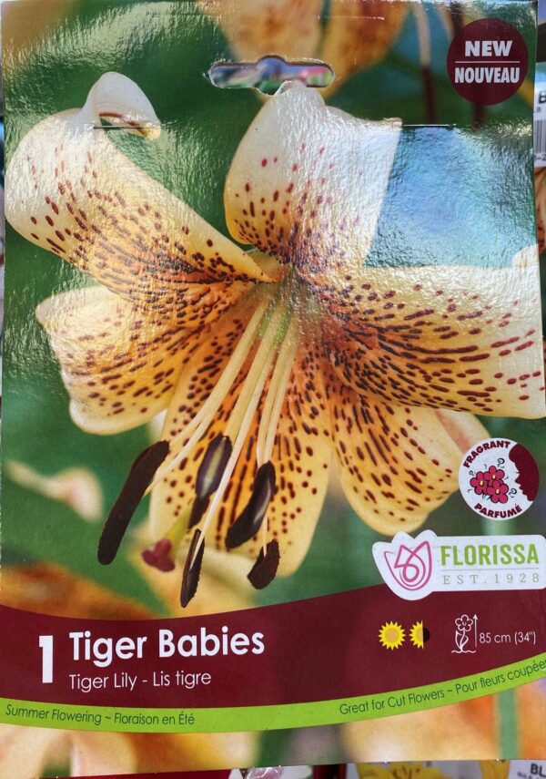spring-bulb-tiger-babies-tiger-lily-florissa