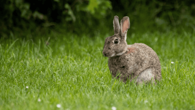 Rabbit Resistant Trees