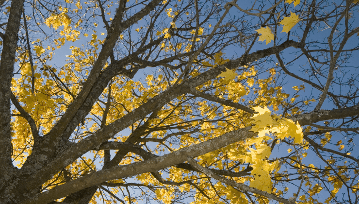 Trees with Fall Colour
