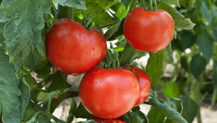Determining What is the Right Tomato for Your Garden
