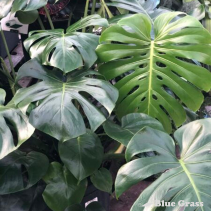 Monstera Deliciosa - Calgary Location