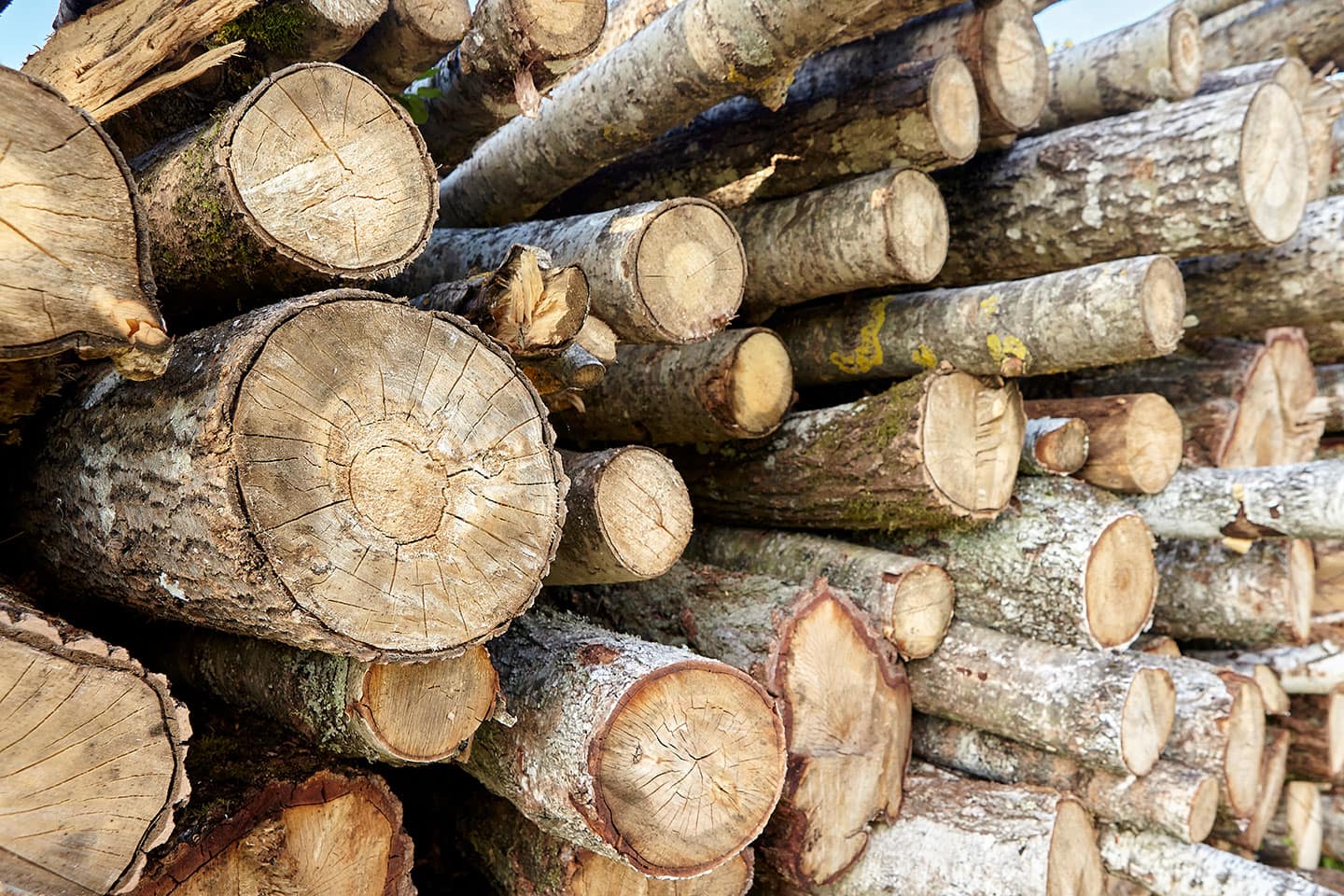 Types of Firewood and Their Benefits