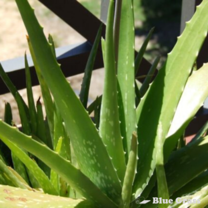 Aloe Vera - Calgary Location