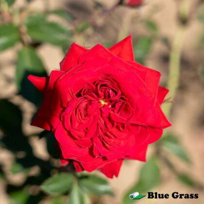 rosa-canadian-sheild-rose-good