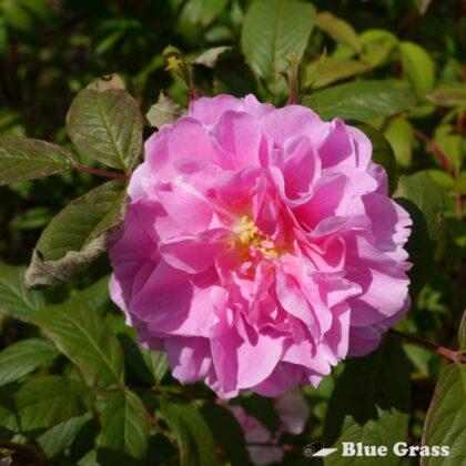 Therese Bugnet Rose