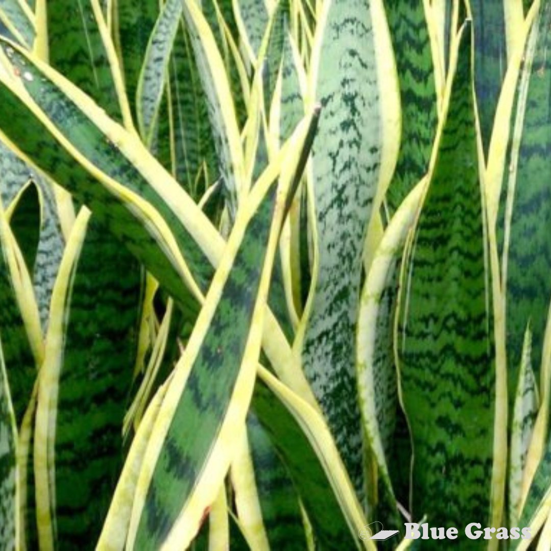 Snake Plant Sansevieria  Calgary Location  Blue Grass Nursery & Garden  Centre: Calgary, Edmonton & Red Deer