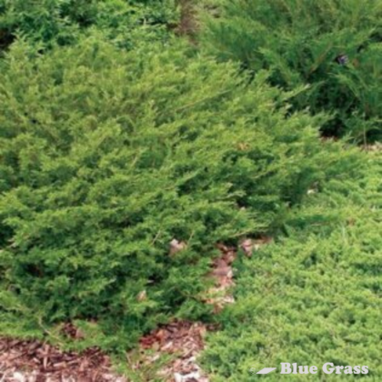 Arcadia Juniper