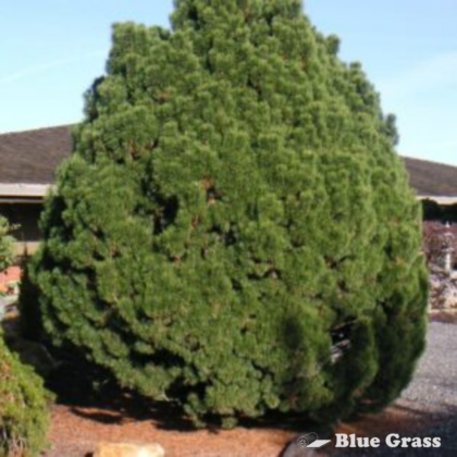 Pinus-mugo-Big-Tuna-pine