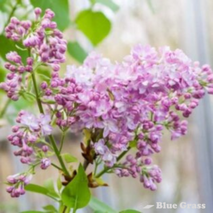 Katherine Havemeyer French Lilac