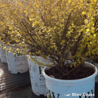 betula-plettkei-Cesky-Gold-Dwarf-Birch