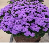 Ageratum-Bumble