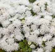 Ageratum-Bumble - Image 2