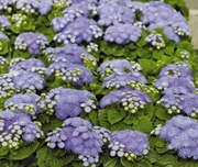 Ageratum-Aloha