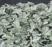 Artemesia-Trailing Dusty Mille