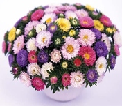 Aster-Tall-Matsumoto