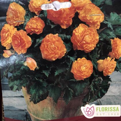 Spring Bulbs - Begonia Apricot-Florissa