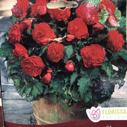 Spring Bulbs - Begonia Non-Stop Red-Florissa