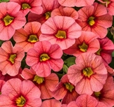 Calibrachoa-Superbells