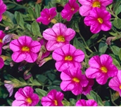 Calibrachoa-Superbells - Image 8