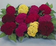 Celosia-Cristata-Armor